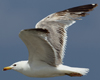 Larus armenicus